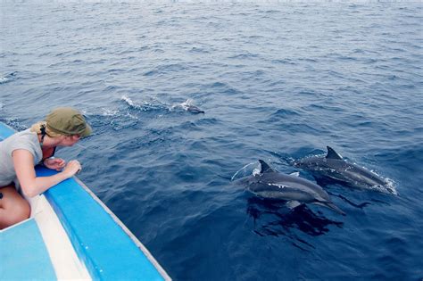 Dolphin watching - Enjoy a relaxing eco-friendly dolphin watch cruise and discover the beauty of West Oahu as you sail along the scenic coastline. Anchor up and jump in to snorkel the clear tropical waters. Includes continental breakfast, lunch and full bar service. 
